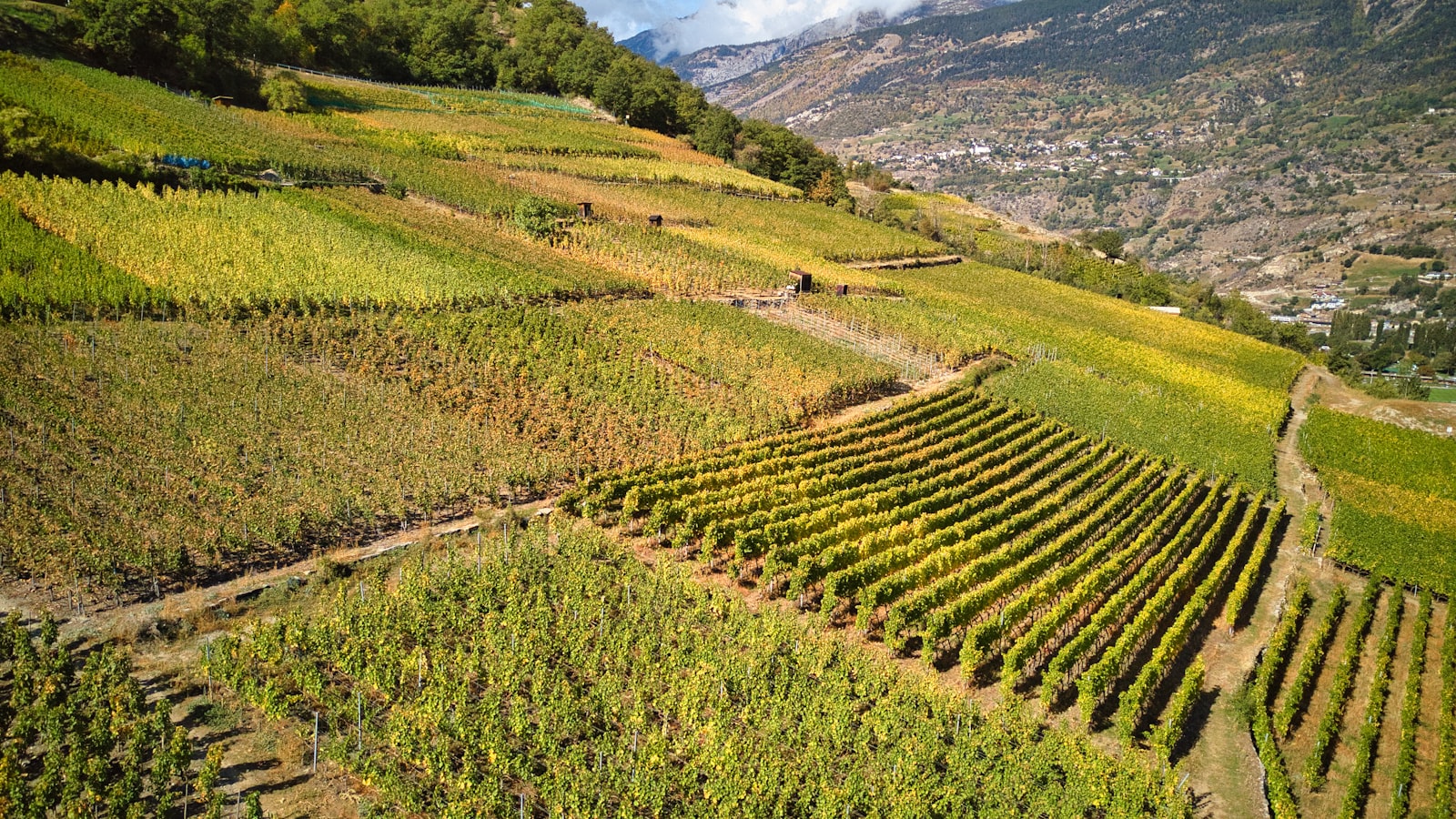 Reblehrpfad a través del viñedo