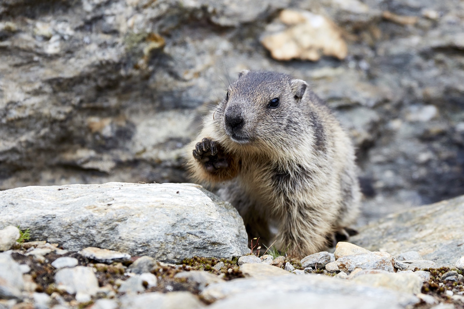 Observar marmotas en Spielboden