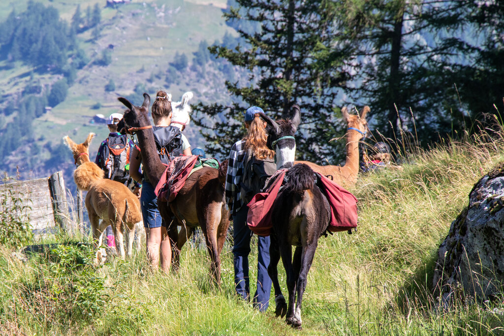 Trekking con llamas